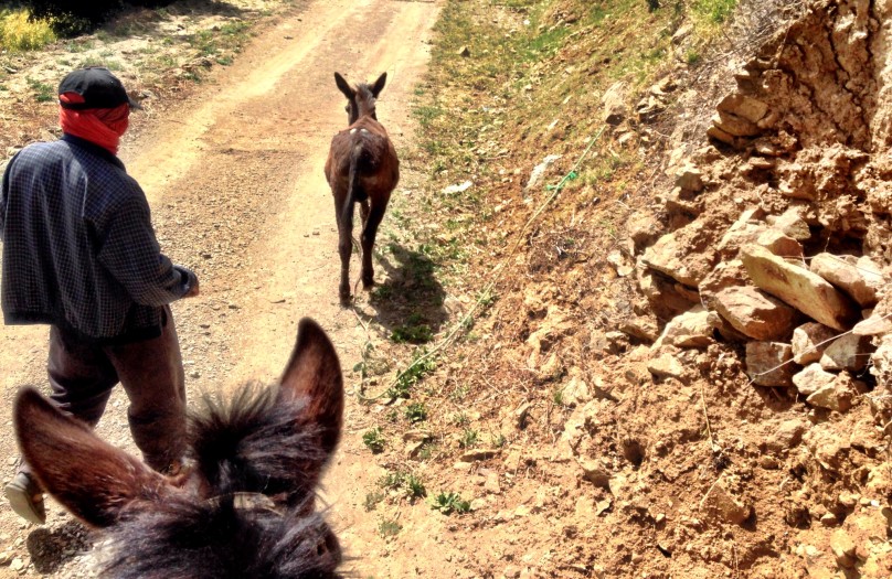 8_Berber_Donkey